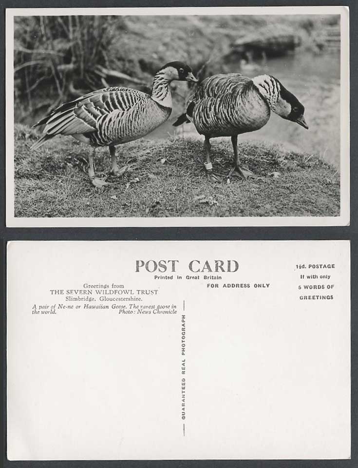 Hawaii a Pair of Ne-ne Hawaiian Geese Birds Rarest Goose Old Real Photo Postcard