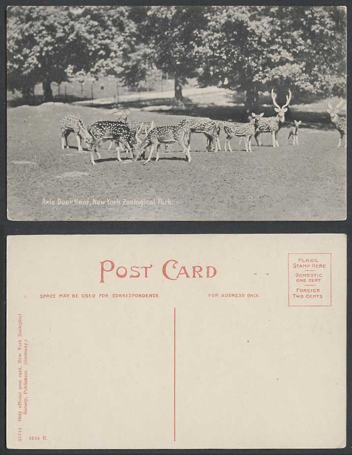 AXIS DEER Herd New York Zoological Park USA Zoo Animals Old Postcard 55744 3248E
