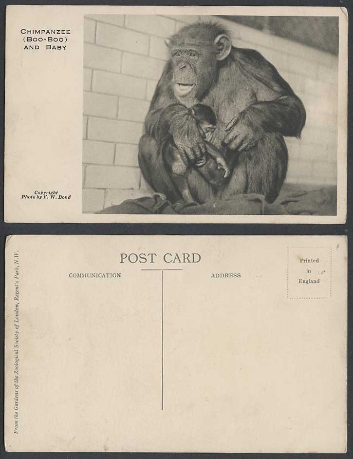 Chimpanzee Boo-Boo and Baby, London Zoo Animals, Photo by F.W. Bond Old Postcard