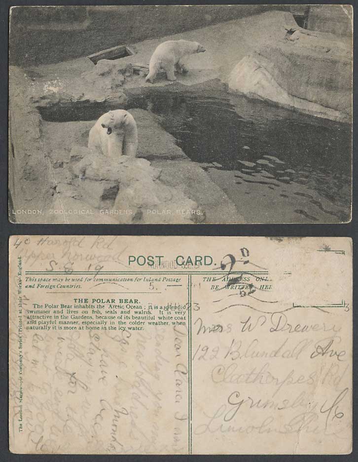 Polar Bear Bears London Zoological Gardens Zoo Animals Postage Dues Old Postcard