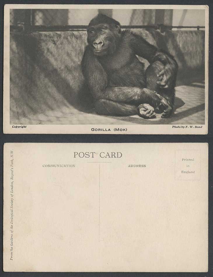 Gorilla Mok Photo by F.W. Bond Old Postcard London Zoological Gardens Zoo Animal