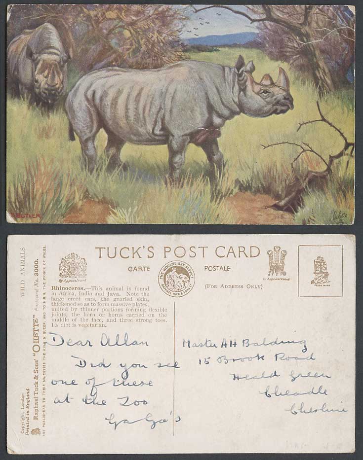 Rhinoceros Rhino Wild Animals Old Tuck's Oilette Postcard B Butler Artist Signed