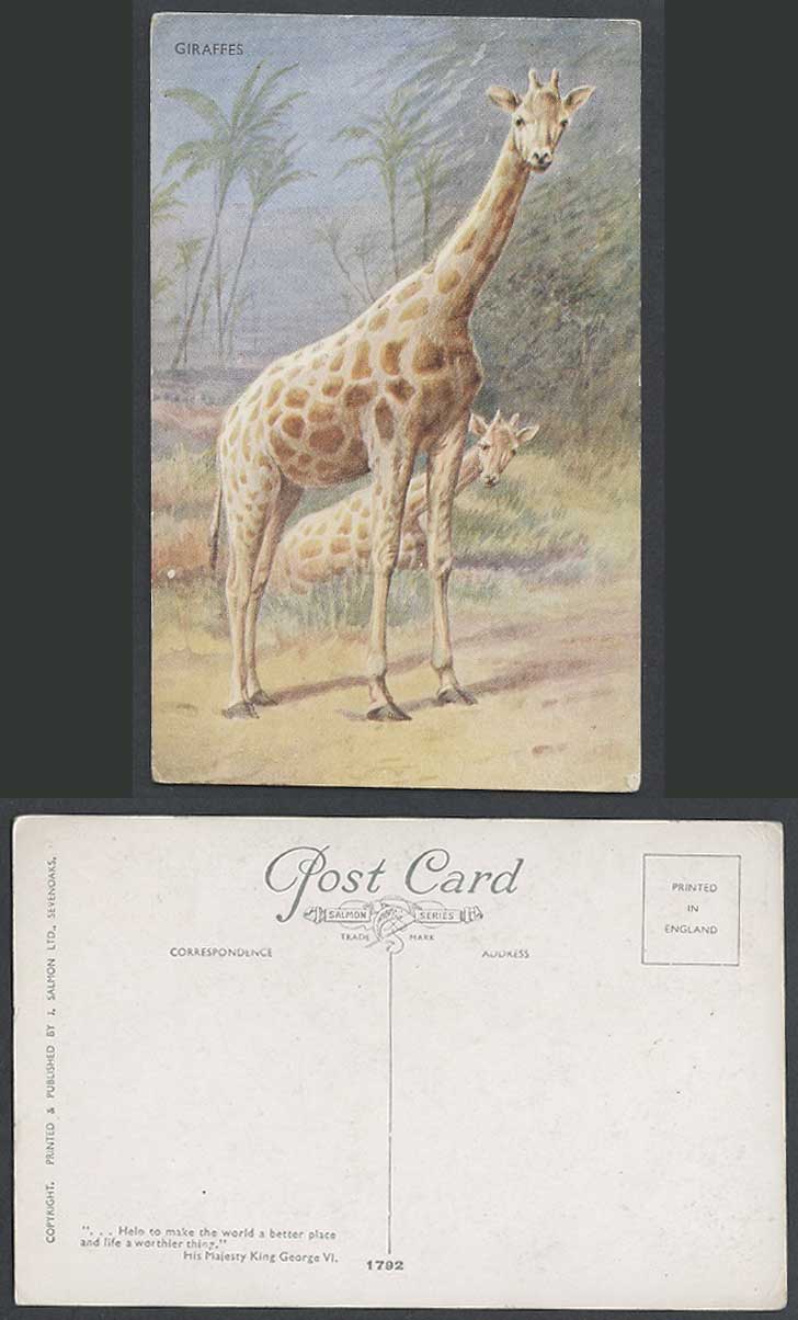 Giraffes Baby Giraffe Animals Art Artist Drawn Old Colour Postcard J Salmon 1792