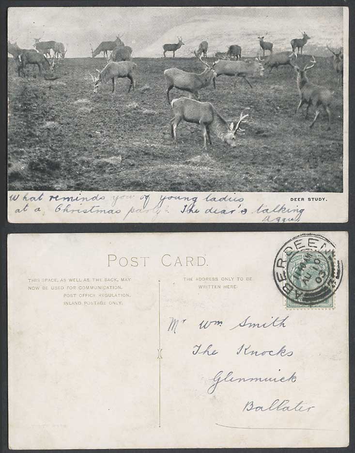 Deer Study Stag Reindeer Animals Grazing Aberdeen Postmark 1/2 1903 Old Postcard
