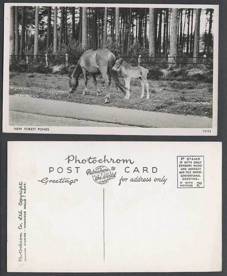 New Forest Ponies Hampshire Horse Horses Pony Animals Old Real Photo Postcard RP
