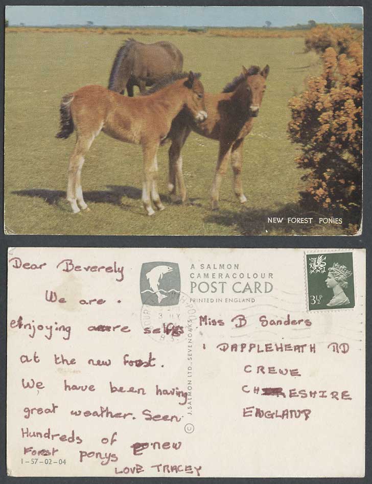 New Forest Ponies, Hampshire, Horse Horses Pony Animals 1974 Colour Postcard