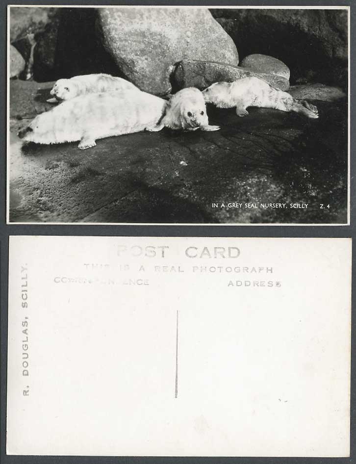 Grey Seals In a Grey Seal Nursery, Scilly Animals, Rocks Old Real Photo Postcard