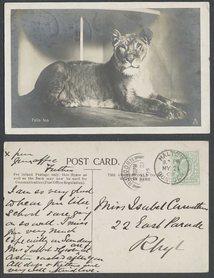 Felis Leo Young Lioness Lion Zoo Animal 1/2d. 1905 Old Real Photo Postcard AL Z3