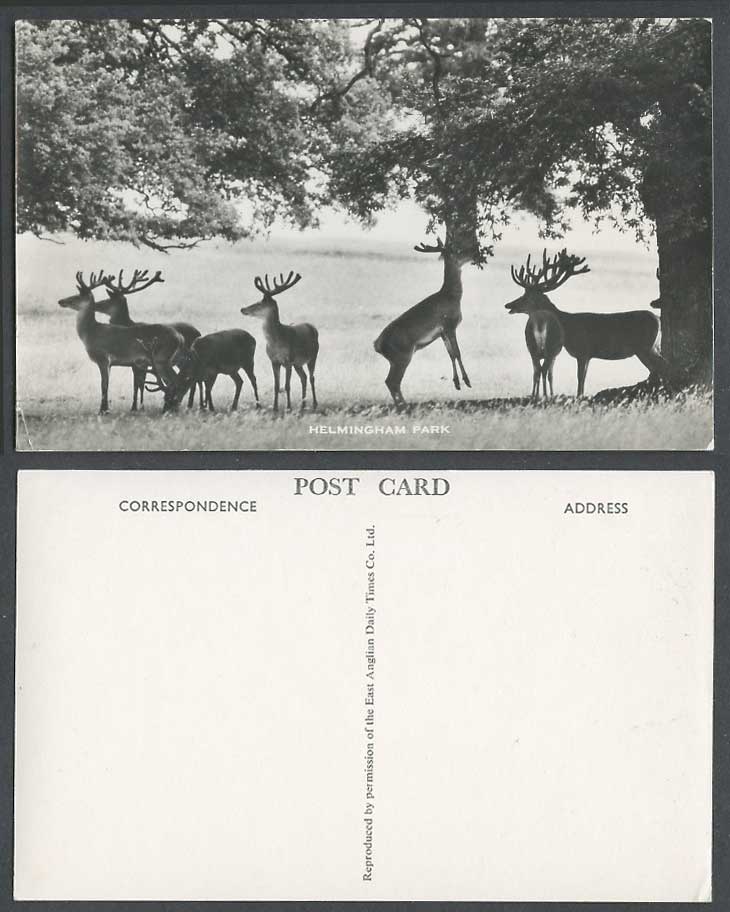 Deer Stag Reindeer Antler Animal Helmingham Park Suffolk Old Real Photo Postcard