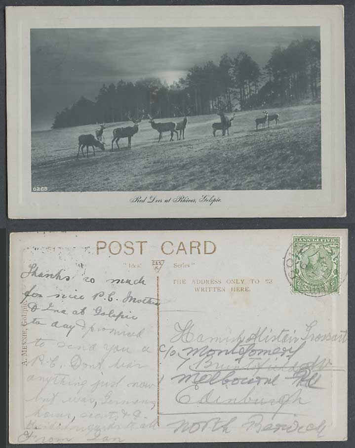 Red Deer at Rhines Golspie 1914 Old Postcard Sutherland Highland Scotland Animal
