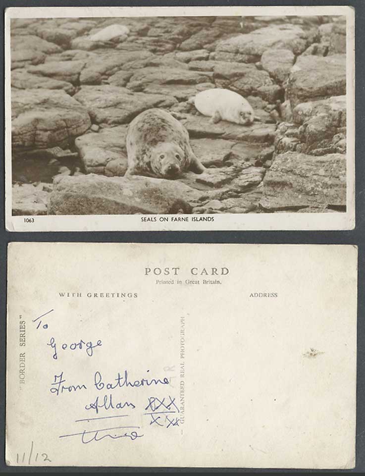 Farne Islands, Seal Animals Seals on Rock Old Real Photo Postcard Northumberland