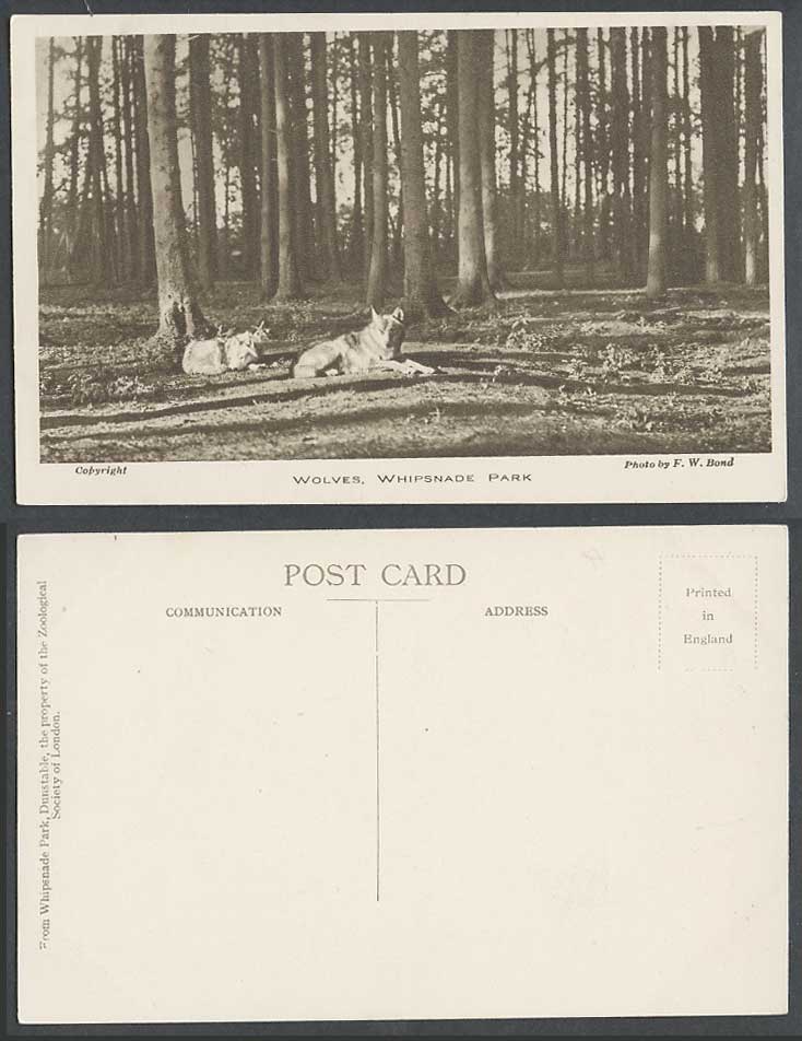 WOLVES in WOLF WOOD Whipsnade Park Safari Zoo Animals Old Postcard Photo FW Bond