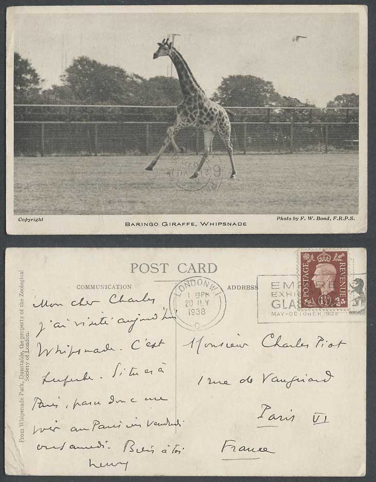 BARINGO GIRAFFE, Whipsnade Park, Zoo Animal 1938 Old Postcard Empire Exhibition