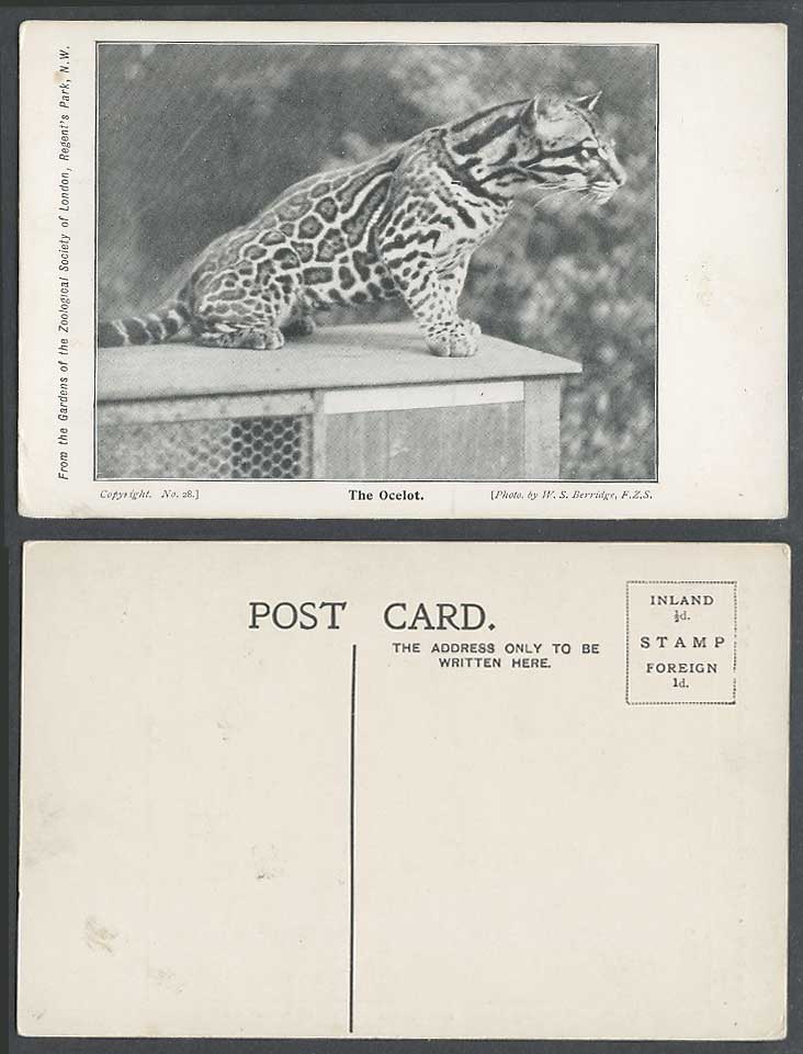 The Ocelot, Wild Cat, London Zoo Animal Photo by W.S. Berridge FZS Old Postcard