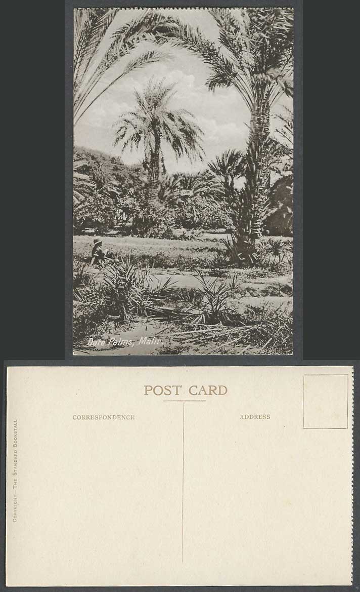 Pakistan Old Postcard Date Palms Palm Trees Malir Karachi The Standard Bookstall
