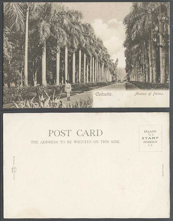 India Old UB Postcard Calcutta Avenue of Palms, Botanical Gardens Botanic Garden