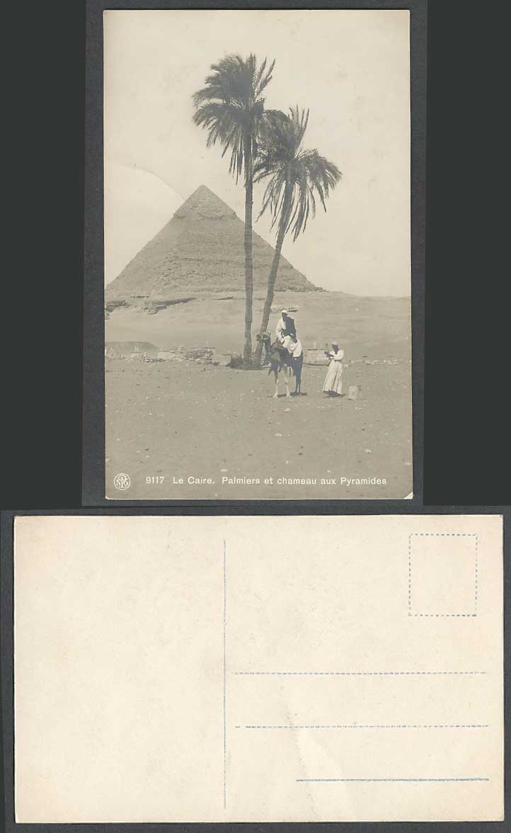 Egypt Old Real Photo Postcard Cairo Le Caire Palmiers Chameaux Pyramides Pyramid