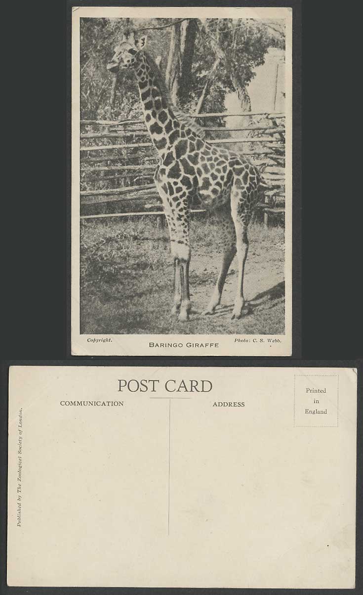 GIRAFFE BARINGO Zoo Animal Photo C S Webb Old Postcard Zoological Society London