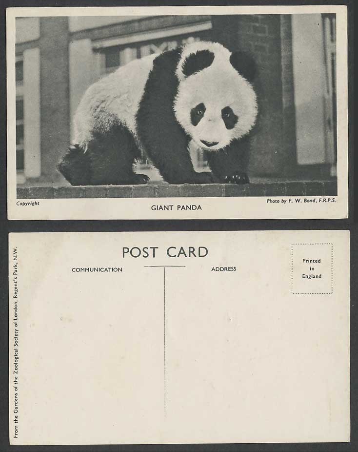 GIANT PANDA China Native Chinese Animal Old Postcard London Zoo Photo F.W. Bond