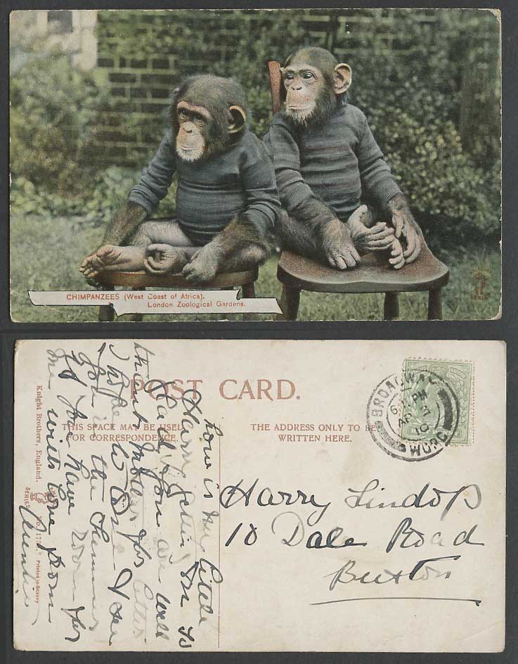 Chimpanzees West Coast of Africa London Zoo Zoological Gardens 1910 Old Postcard