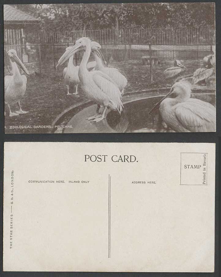 Pelicans Birds, Zoo Animals, Pelican Bird, Zoological Gardens, Pond Old Postcard
