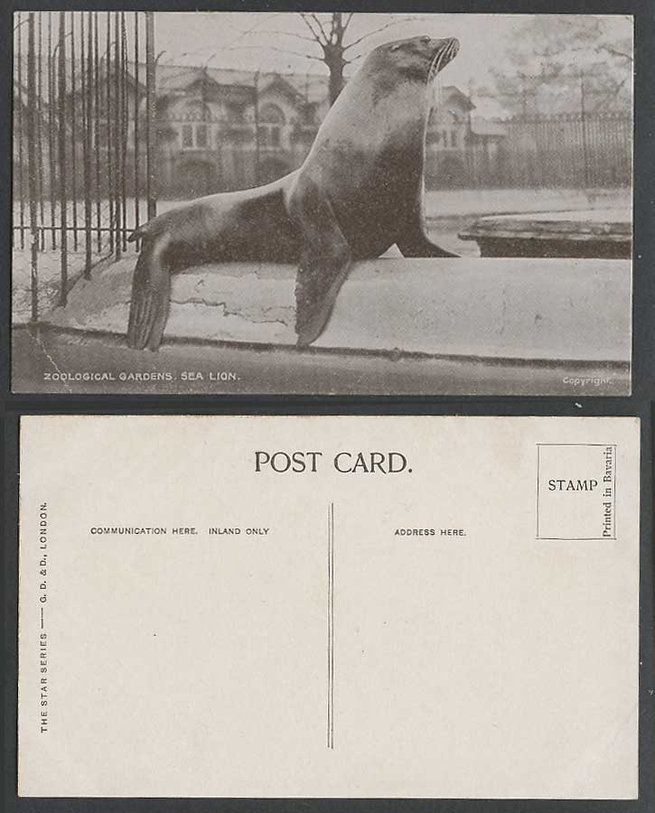 SEA LION, Zoo Animal Zoological Gardens Old Postcard The Star Series GD&D London