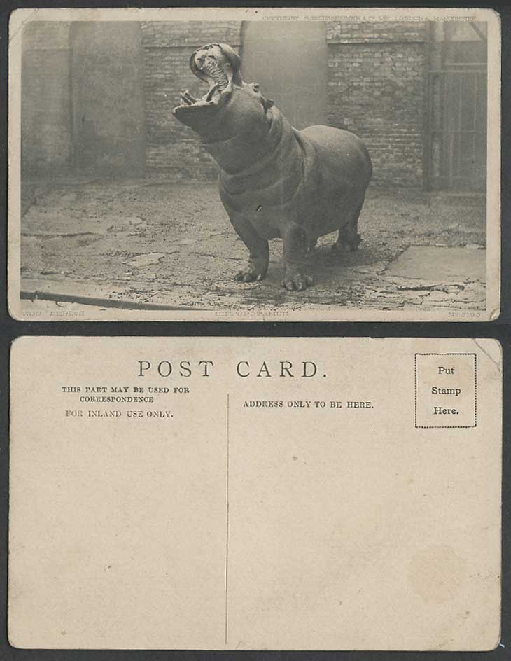 Hippopotamus Hippo. Mouth Wide Open Old Postcard Zoo Animal Series S. Hildesheim