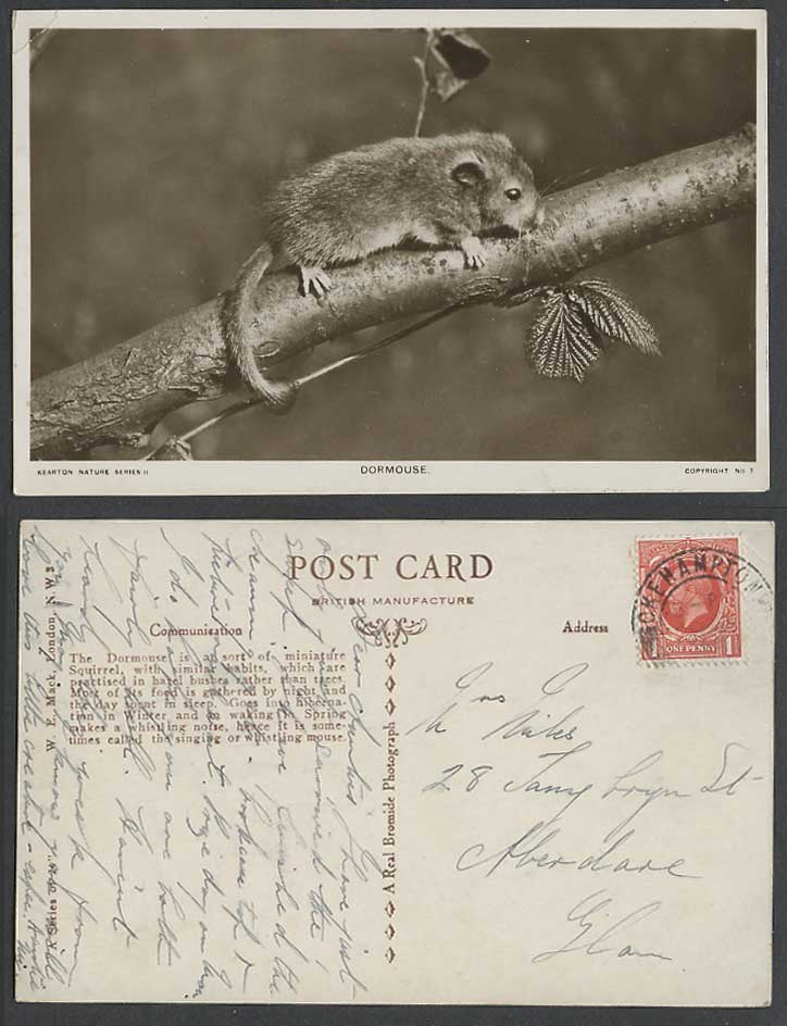 Dormouse Miniature Squirrel, Singing Whistling Mouse KG5 Old Real Photo Postcard