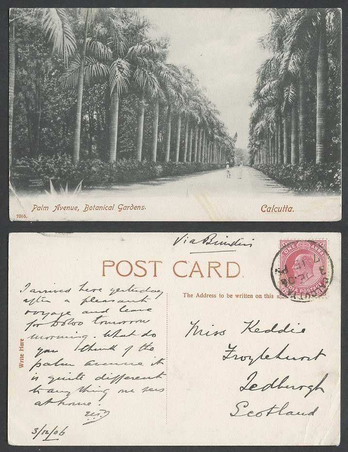 India 1a 1906 Old Postcard Calcutta Palm Avenue Botanical Gardens Botanic Garden