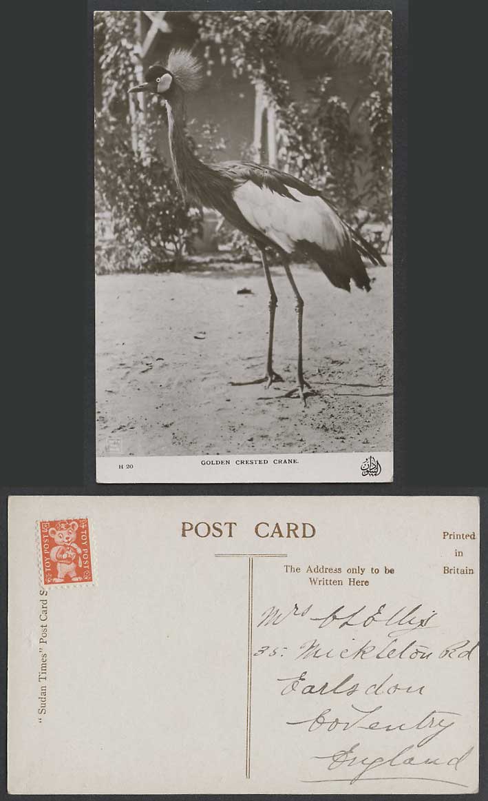 Sudan Times H20 Golden Crested Crane Bird African Animal Old Real Photo Postcard