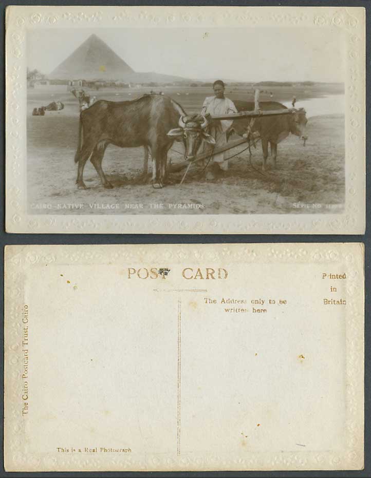 Egypt Old Embossed Postcard Cairo Native Village near The Pyramid, Buffaloes Boy