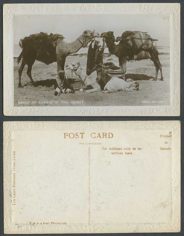 Egypt Old Embossed Real Photo Postcard Bedouins & Group of Camels in The Desert