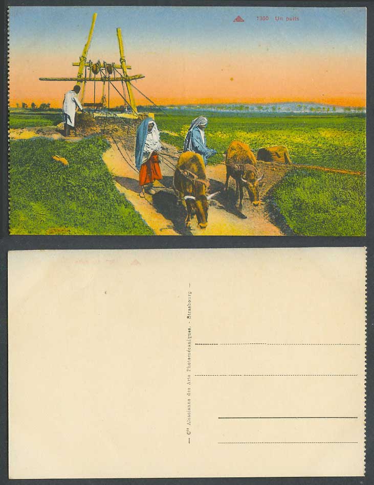 Egypt Old Postcard Un Puits Well Cattle Buffaloes Drawing Water Irrigation Women