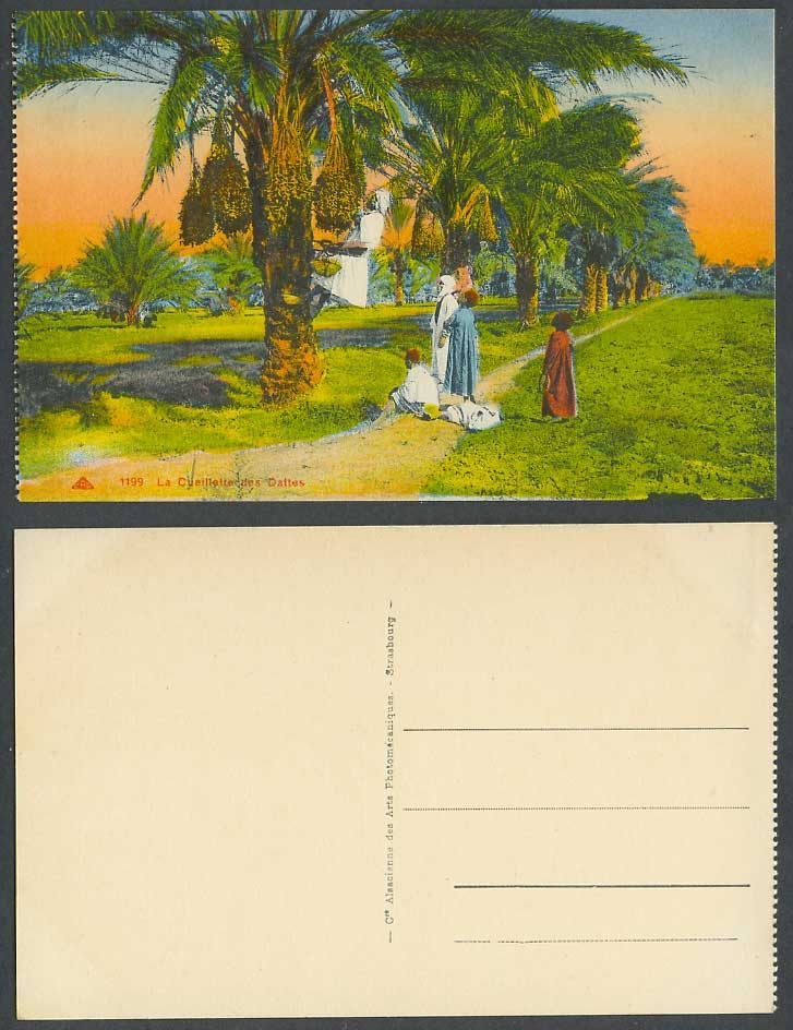 Algeria Old Postcard La Cueillette des Dattes Natives Gathering Dates Man & Boys
