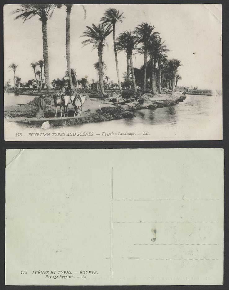 Egypt Old Postcard Egyptian Landscape Camel Rider Palm Trees Camels L.L. No. 175