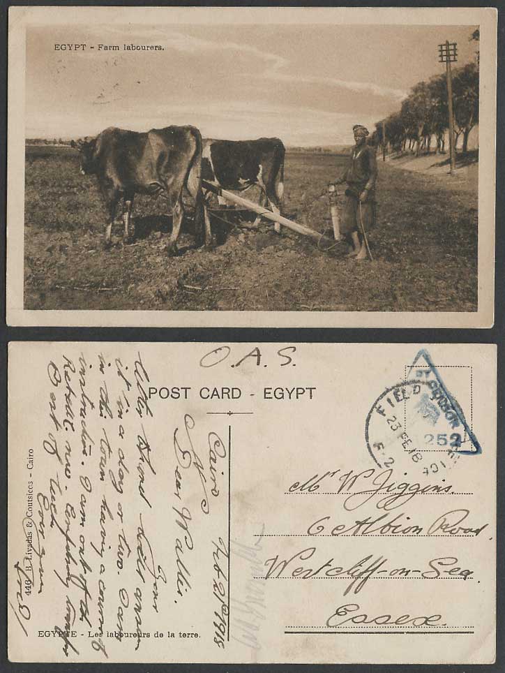 Egypt WW1 O.A.S. Passed by Censor 1918 Old Postcard Farm Labourers Farmer Cattle