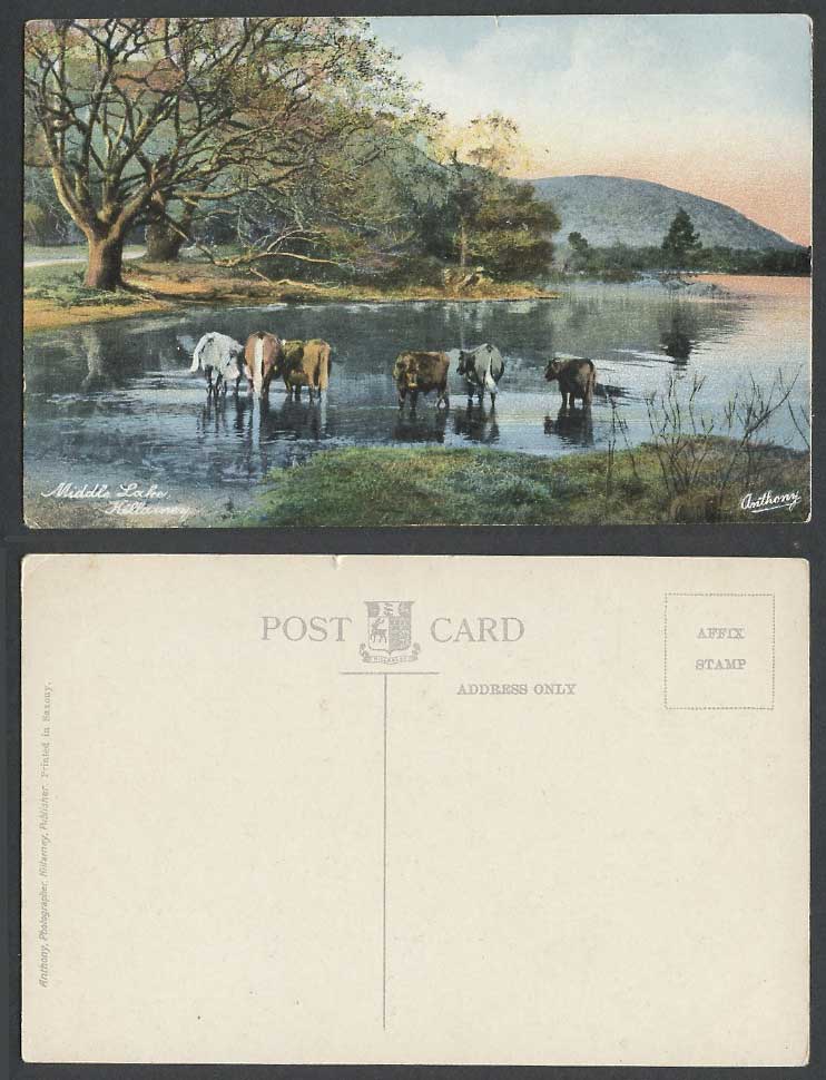 Ireland Old Colour Postcard The Middle Lake Killarney Irish Cattle Cow Co. Kerry