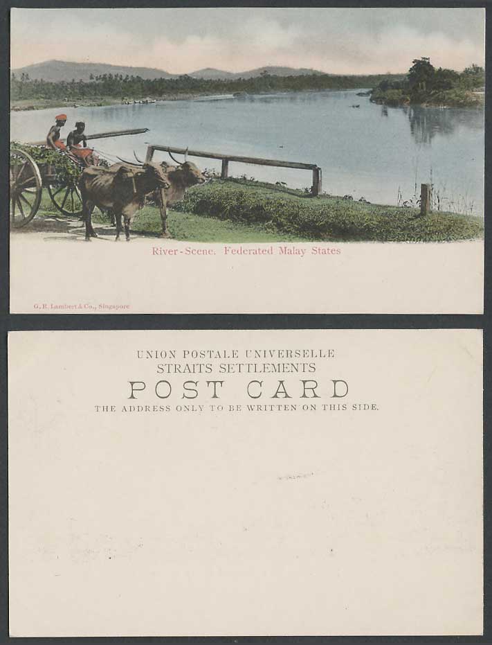Federated Malay States Old Hand Tinted Postcard River Scene, Cattle Cart Drivers