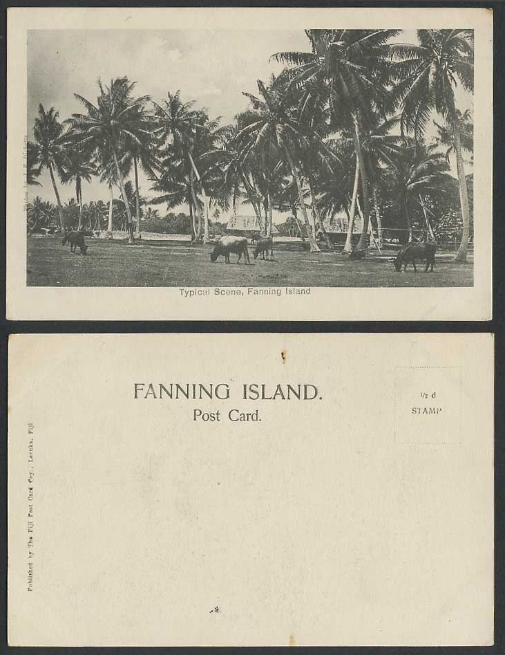 Fanning Island Typical Scene, Cattle Grazing Palm Trees Kiribati Old UB Postcard