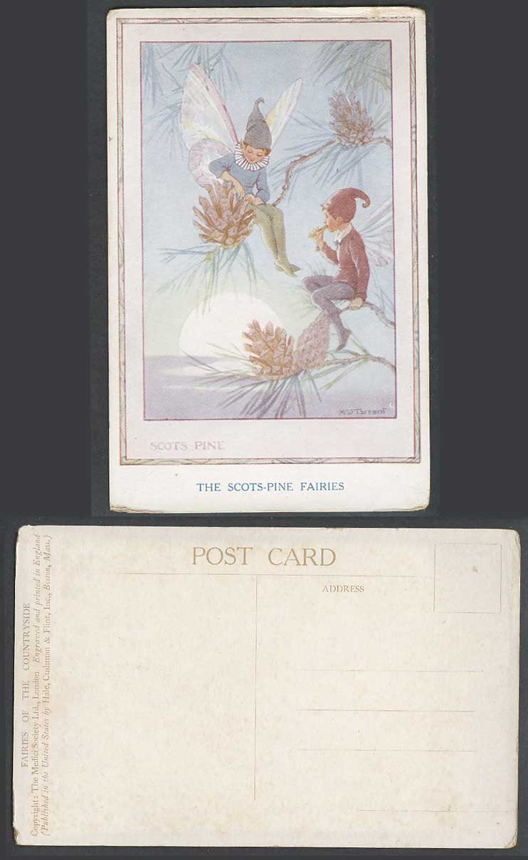 M. W. Tarrant Old Postcard The Scots Pine Fairies of The Countryside Fairy Boys