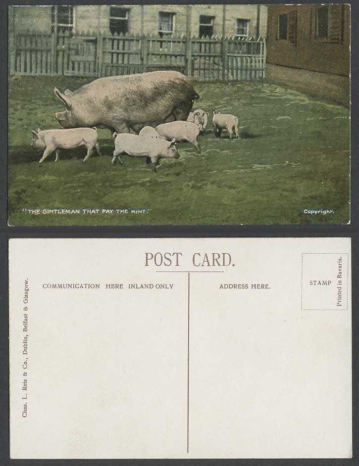 Ireland Old Postcard Irish PIG Piglets Pigs, Pigsty, Gentleman That Pay The Rent