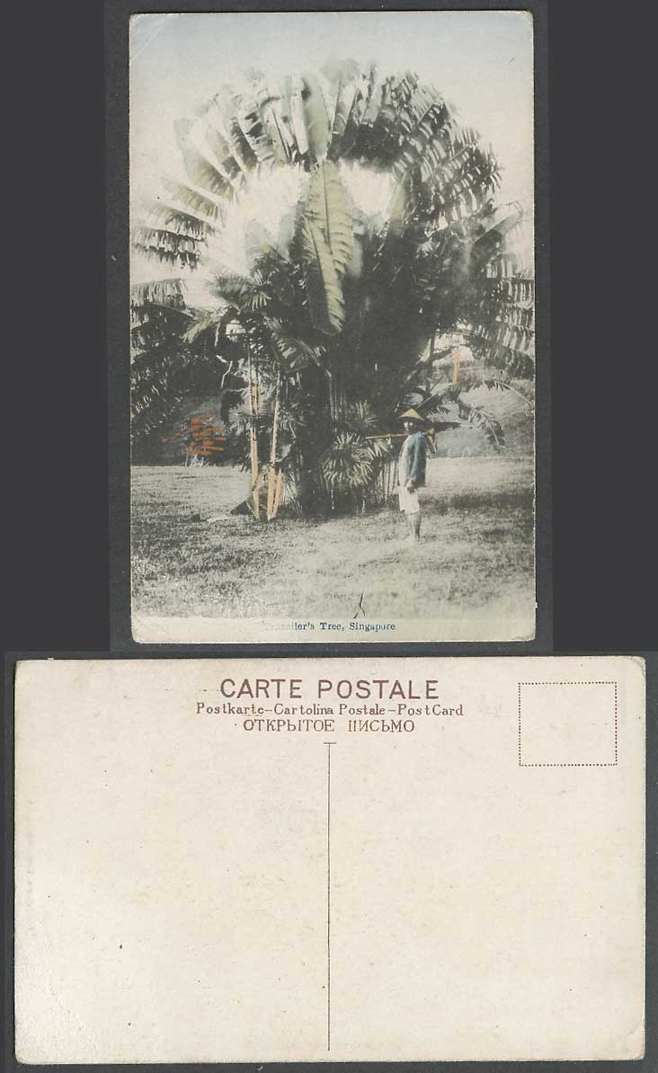 Singapore Old Hand Tinted Postcard Traveller's Tree Palm Trees Man Carry Hoe Hat