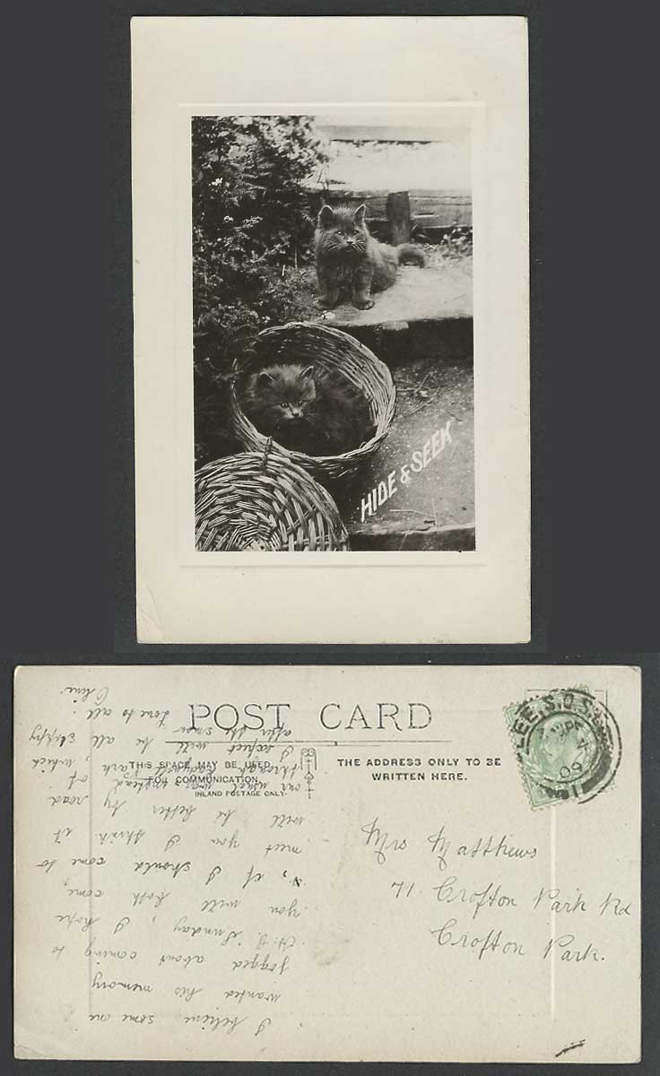 Persian Cats Kittens, Play Hide & Seek, Basket 1909 Old Real Photo Postcard Pets