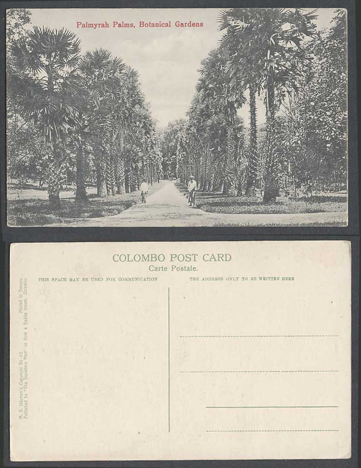 Ceylon Old Postcard Palmyrah Palms, Botanical Gardens, Palm Trees Botanic Garden