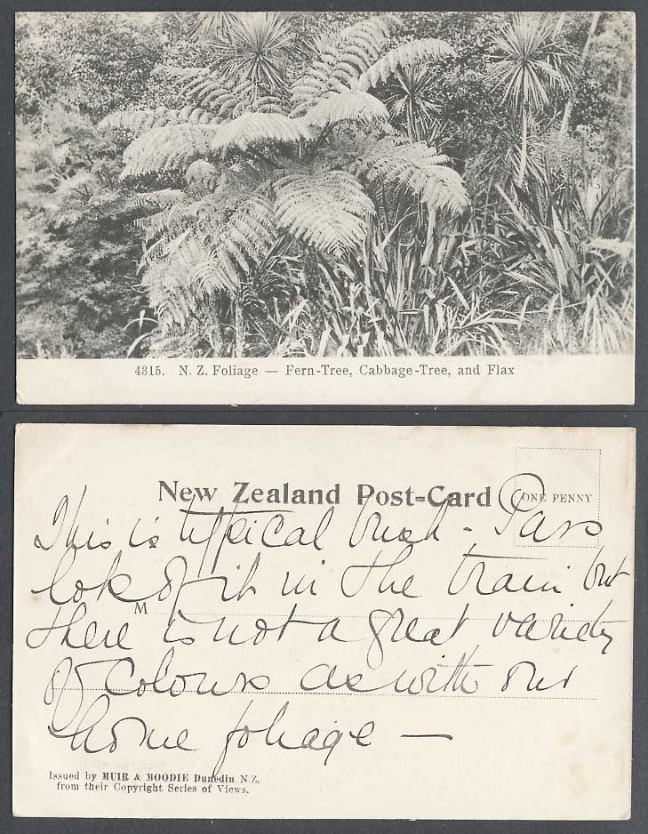 New Zealand Old UB Postcard N.Z. Foliage Fern Trees Cabbage Tree and Flax Ferns