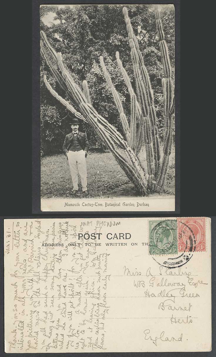 South Africa 1925 Old Postcard Durban Giant Mamouth Cactus Tree Botanical Garden