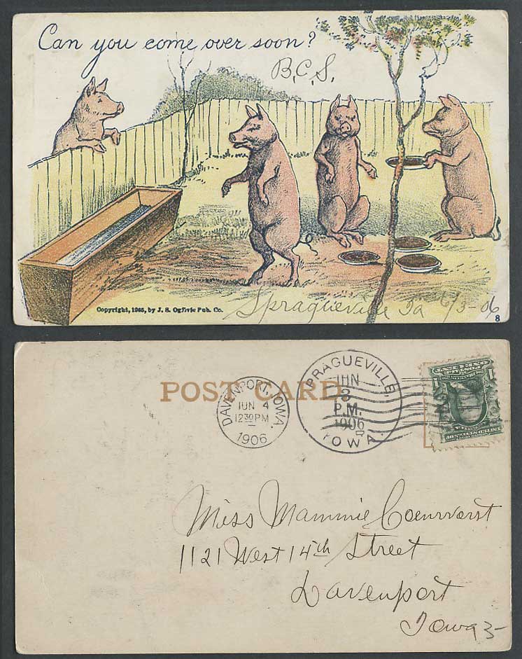 Pig Pigs Trough Can You Come Over Soon? Comic Humour USA 1c 1906 Old UB Postcard