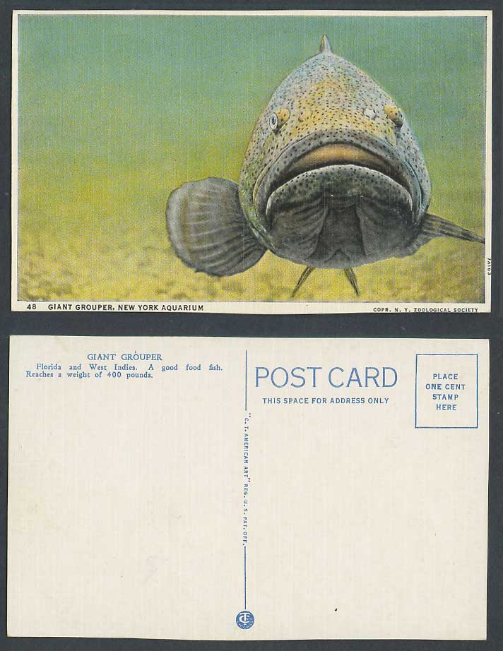 Food Fish, Giant Grouper, Reaches 400 Pounds, USA New York Aquarium Old Postcard