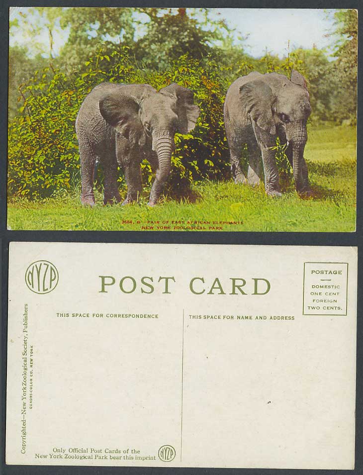 East African Elephants New York Zoological Park Zoo Elephant Animal Old Postcard