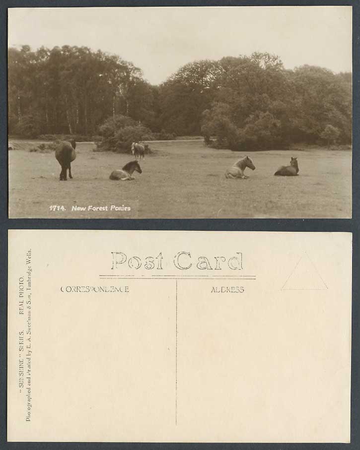 New Forest Ponies, Hampshire, Horse Horses Pony, Animals Old Real Photo Postcard